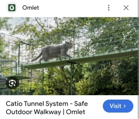 Cat got hit by a car and died :(