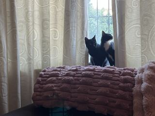 Got my fur babies home 😸