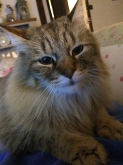 Are your cats training for any careers?