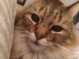 Are your cats training for any careers?