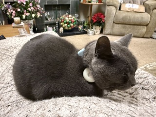 The Excellent Cats welcome the new year by planning an expedition in search of 'She who must not be named'