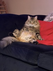 How much does your cat eat a day?