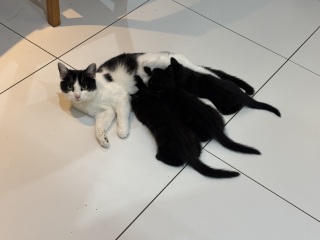 Who wants to wait whilst my kittens are born!