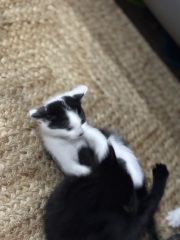 Who wants to wait whilst my kittens are born!