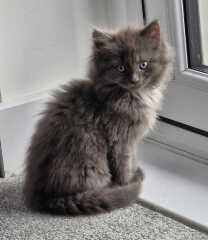 Name ideas for 2 kittens