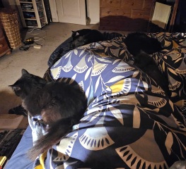 Where does you cat sleep at night?