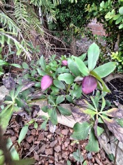 The Nigel Slater Christmas Chronicles Readalong 2025 - Part 3