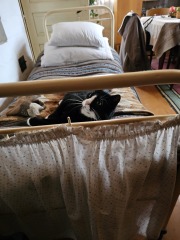 The Excellent Cats welcome the new year by planning an expedition in search of 'She who must not be named'
