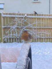 The Nigel Slater Christmas Chronicles Readalong 2025 - Part 3