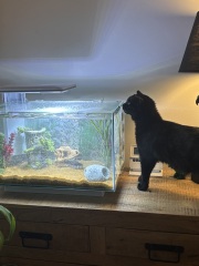 Are your cats training for any careers?
