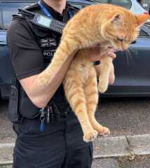 Are your cats training for any careers?