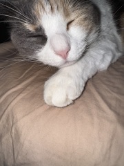 My chunky girl is on a diet