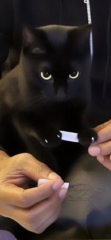 Are your cats training for any careers?
