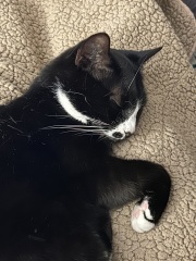 Thread 41 Starmer :  "Alban Arthan"  the returning of the light