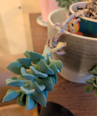 Anyone knowledgeable about succulents?