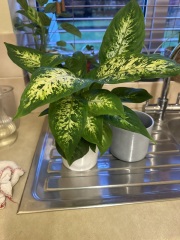 Anyone recognise these house plants?