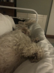 Adopted dog and holiday