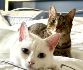 Kitten cuteness