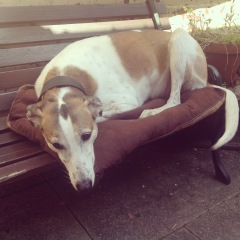 Must greyhounds sleep on sofas?