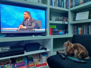 My cat watches TV!