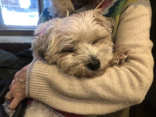 Adopted dog and holiday