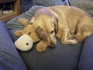 Springador advice please