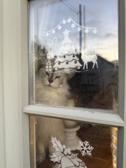 Are your cats training for any careers?