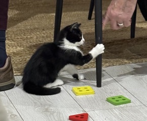 Who wants to wait whilst my kittens are born!
