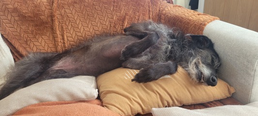 Must greyhounds sleep on sofas?