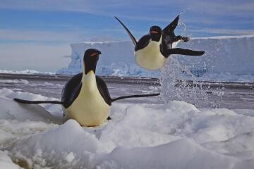 DH’s penguin obsession