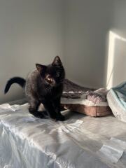 Kitten cuteness