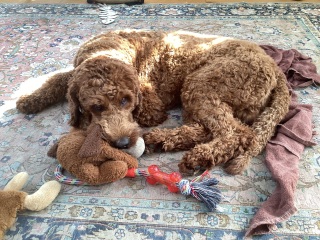 Puppy Survival Thread Autumn 2025 - all welcome!