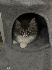 Kitten cuteness