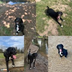 Springador advice please