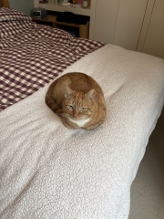 Why is my cat such a dick?