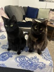 Kitten cuteness