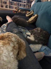 Kitten cuteness