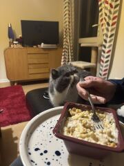 Pampered, Persian, Princess Penelope