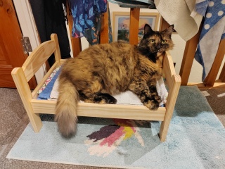 Where does you cat sleep at night?