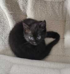 Name ideas for 2 kittens