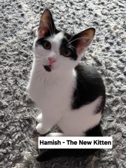 The Excellent Cats welcome the new year by planning an expedition in search of 'She who must not be named'