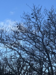 RSPB Big Garden Birdwatch 2026