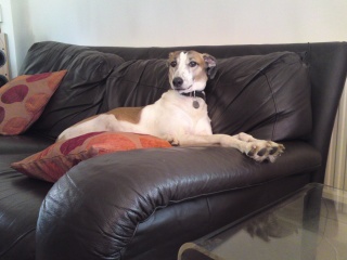 Must greyhounds sleep on sofas?