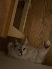 Are your cats training for any careers?