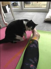 Are your cats training for any careers?