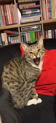 How much does your cat eat a day?