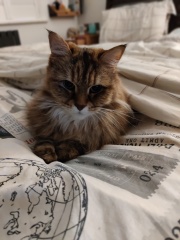 My cat watches TV!