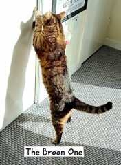 The Excellent Cats welcome the new year by planning an expedition in search of 'She who must not be named'