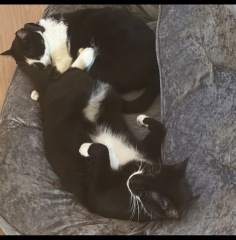 Are your cats training for any careers?