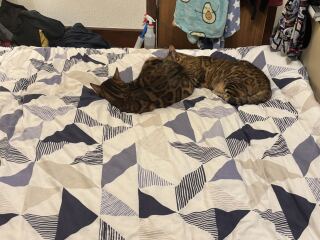 Where does you cat sleep at night?